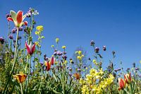 Tulpen entlang der Straße. Frühling, Frühling in Ridderkerk