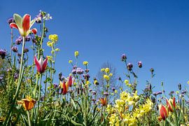 Tulpen langs de weg. Voorjaar, lente in Ridderkerk