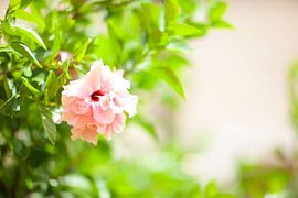 Hibiskus von Sam Loman