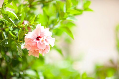 Hibiscus sur Sam Loman