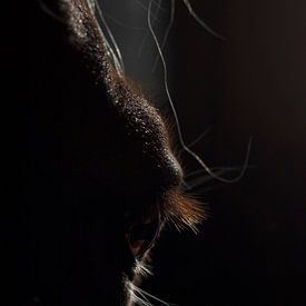 Oog en zijaanzicht Haflingerpaard van Jessalyn Nugteren
