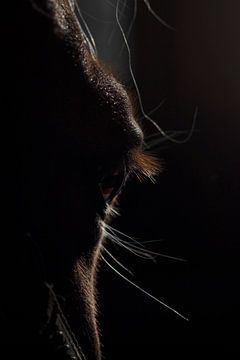 Augen- und Seitenansicht Haflingerpferd von Jessalyn Nugteren