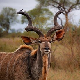 Kudu mit Hörnern von Laura Drijfhout