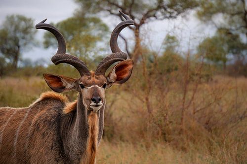 Kudu mit Hörnern
