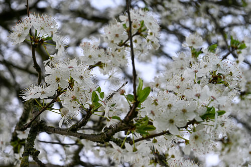 Le printemps en fleurs