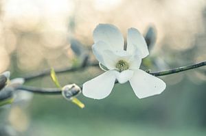 Blumen Teil 385