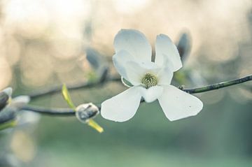 Blumen Teil 385 von Tania Perneel