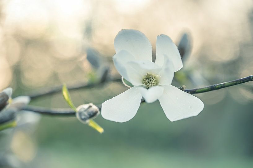flowers part 385 by Tania Perneel