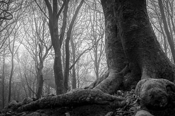 Black and white photo of a tree in the Speulderbos Ermelo Netherlands Holland with fog in the backgr