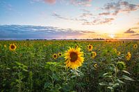 Champ de tournesols au coucher du soleil