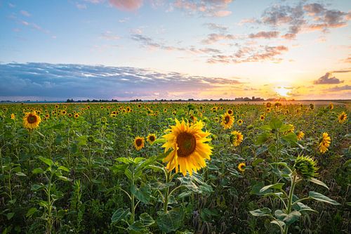 Champ de tournesols au coucher du soleil sur Menno van der Haven