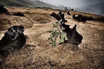 Zerbrechliche Vegetation inmitten von Vulkanasche