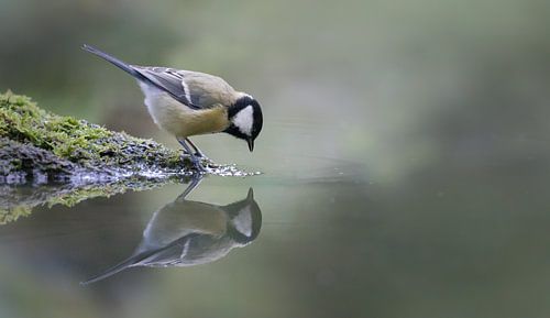 Great Tit by the water