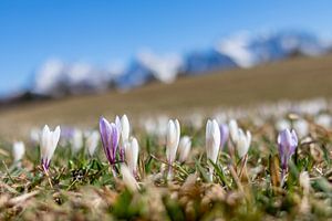 Prairies de crocus près de Gerold sur Manfred Schmierl