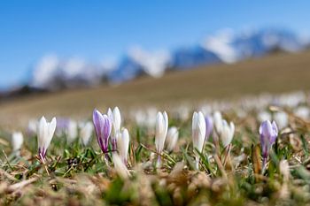 Crocus meadows near Gerold