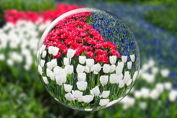 Glass sphere reflecting red white tulips and blue grape hyacinth sur Ben Schonewille