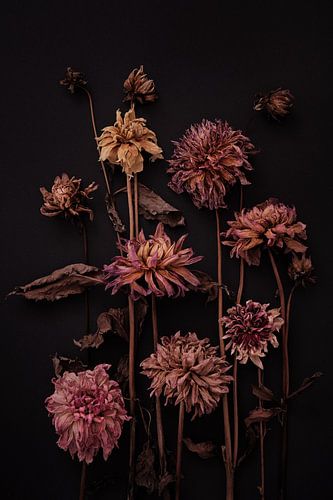 Stlleven of dried dahlias