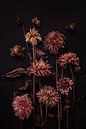 Stlleven de dahlias séchés par Karel Ham Aperçu