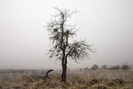 Landschap met mist en rijp bij Eigeltingen-Homberg in Hegau - district Konstanz van BlattArt - Christine Horn