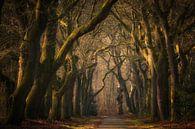 Magisch bos: een oude boslaan in het sprookjesbos van Moetwil en van Dijk - Fotografie thumbnail