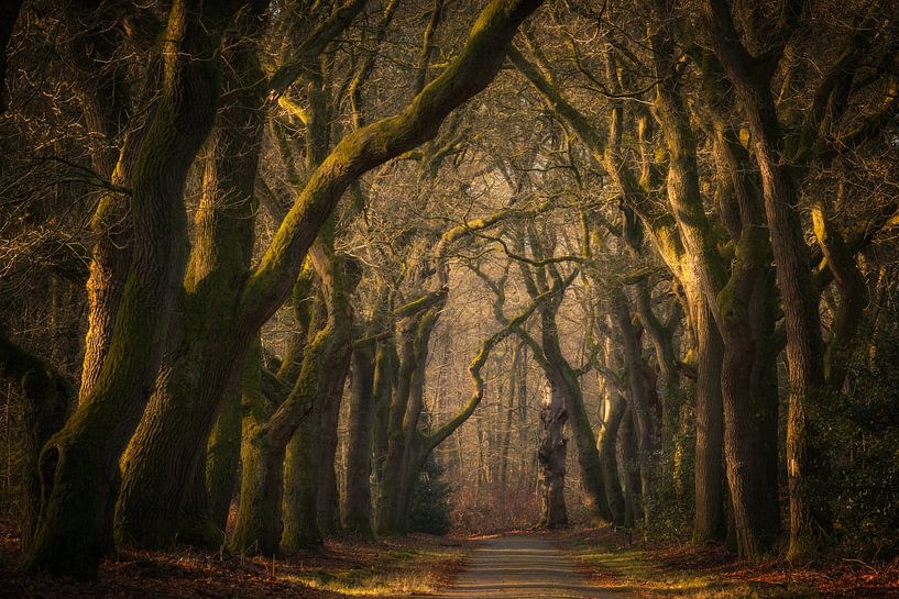 Magisch bos: een oude boslaan in het sprookjesbos van Moetwil en van Dijk - Fotografie
