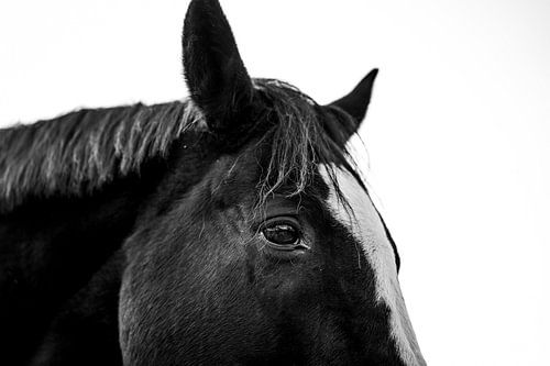 Paard Vertrouwen in Detail Zwart-Wit Portret