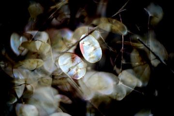 Herbst Schönheit von Marianna Pobedimova