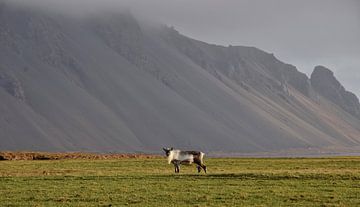 Rentiere in Ostisland von Elisa in Iceland