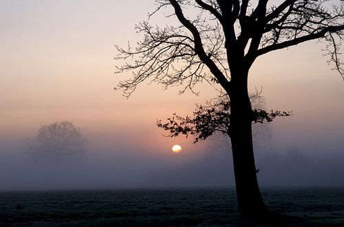 Bomen in de mist