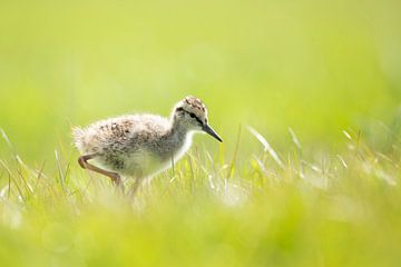 Jonge tureluur op ontdekking van Anja Brouwer Fotografie