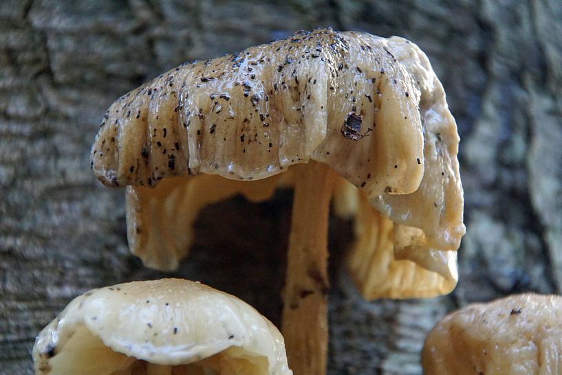 champignons à leur extrémité sur un hêtre en déclin ( Zeisterbos ) par wil spijker