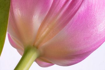 Unterseite einer Tulpenblüte