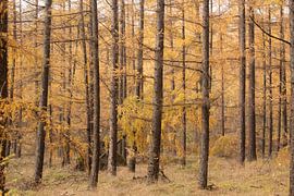 Herfst bos op de Utrechtse heuvelrug van Peter Haastrecht, van