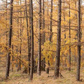 Autumn forest on the Utrecht Ridge by Peter Haastrecht, van