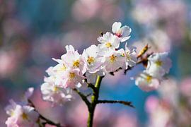 Japanische Frühlingsblüten