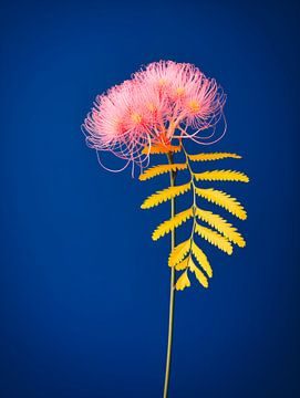 mimosa portret van Virgil Quinn - Decorative Arts