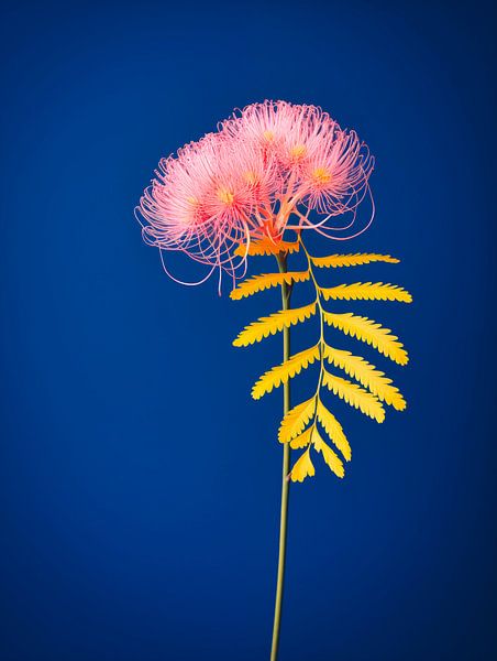 mimosa portrait by Virgil Quinn - Decorative Arts