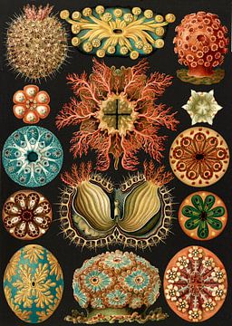 Ernst Haeckel, squirts, Ascidiae. , Seescheiden