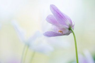 Douceur ( Très beau groupe d'anémones de bois roses et blanches) sur Birgitte Bergman