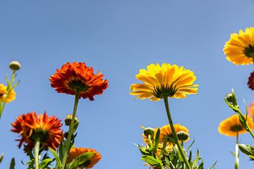 Goudsbloemen op een akker