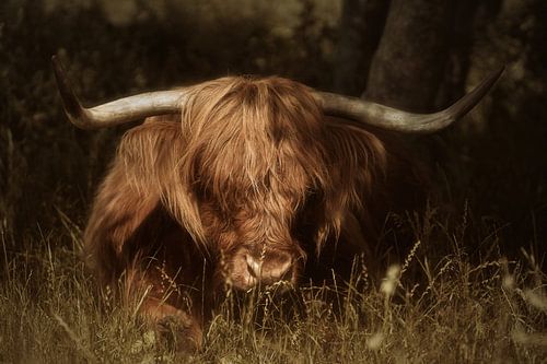 Schotse hooglander