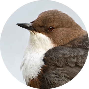 White throated Dipper ( Cinclus cinclus ) in portrait, headshot, sitting and watching, very detailed van wunderbare Erde