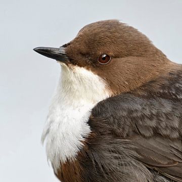 White throated Dipper ( Cinclus cinclus ) in portrait, headshot, sitting and watching, very detailed