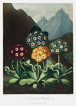 Een groep Auricula's uit The Temple of Flora (1807) door Robert John Thornton. van Frank Zuidam