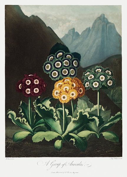 Een groep Auricula's uit The Temple of Flora (1807) door Robert John Thornton. van Frank Zuidam
