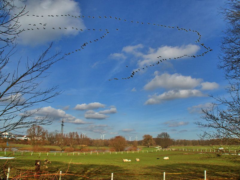 Kraanvogel vlucht van Edgar Schermaul