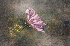 Abstrackte Blume 19 von Johnny Flash