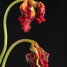 Stille nach der Blüte von Anjo Kan