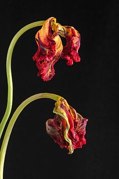 Silence after flowering