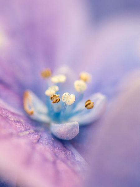 The Heart of a Hydrangea by Mr White Takes Pictures